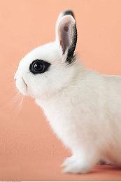 《幻想水浒传》手游版确定登陆Steam 系列前传冒险